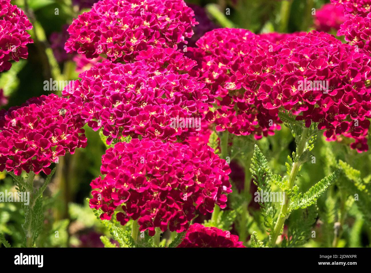 Red Achillea 'Pomegranate' Series 'Tutti Frutti' Red Schafgarbe blüht im späten Frühjahr oder Frühsommer Stockfoto