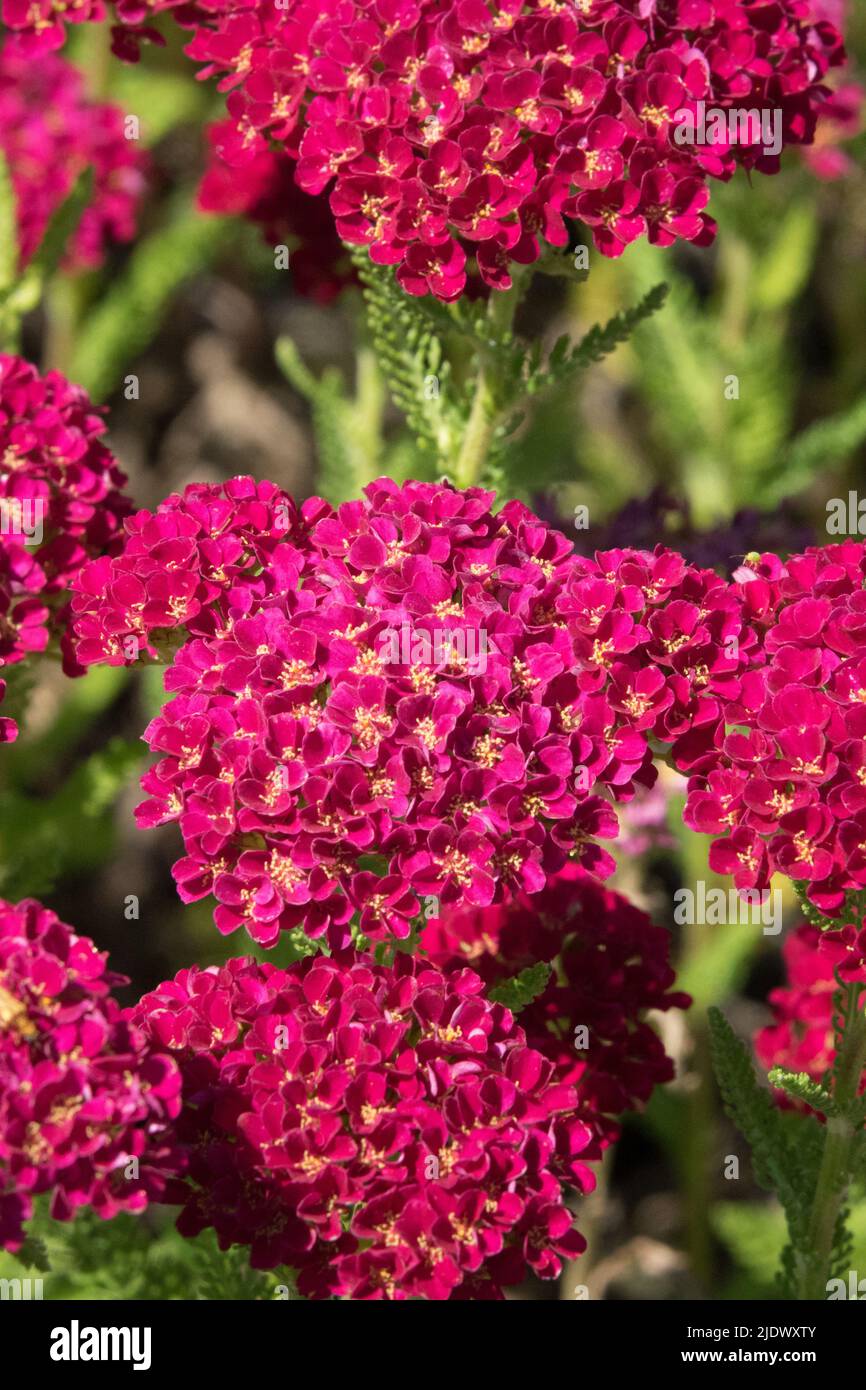 Dunkelrot Achillea 'Granatapfel' Serie 'Tutti Frutti' Rote Schafgarbe blüht im späten Frühjahr oder Frühsommer Stockfoto