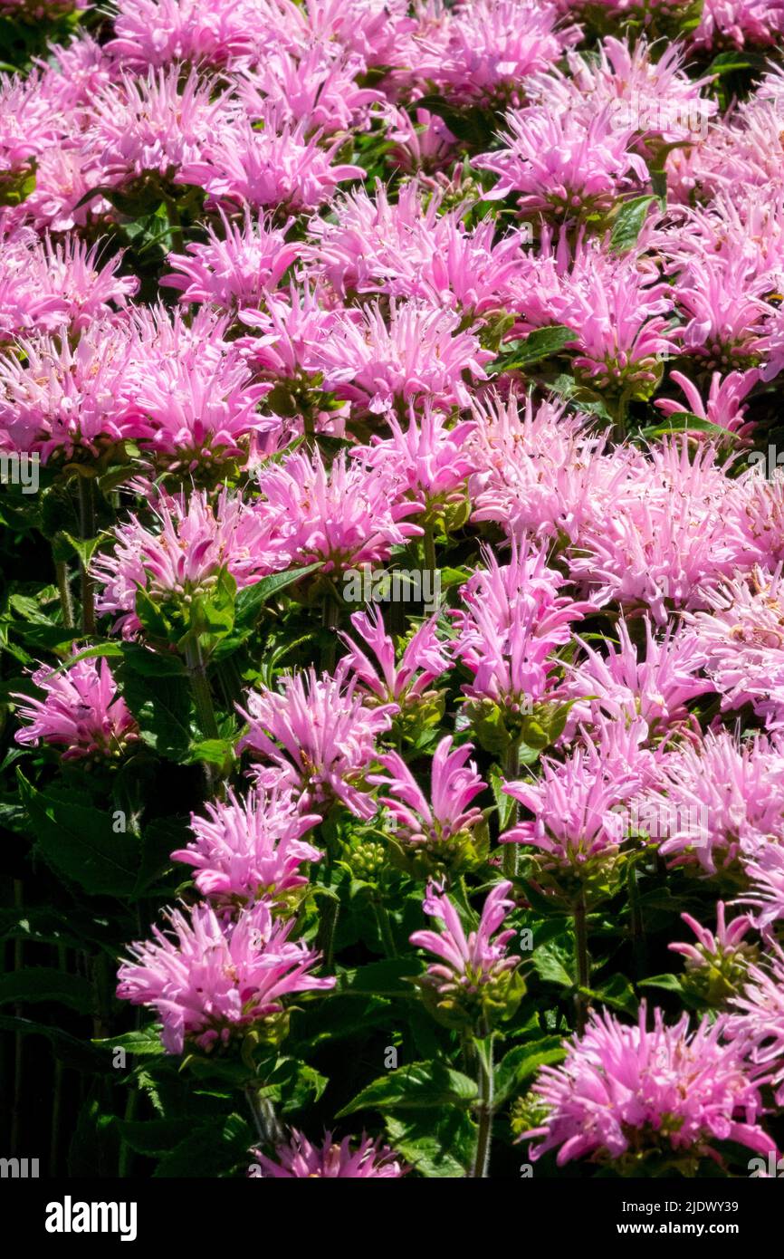 Bienenbalsam, Bergamotte, Monarda 'Sugar Buzz Pink Frosting', Oswego-Tee, rosa Blüten im Garten Stockfoto