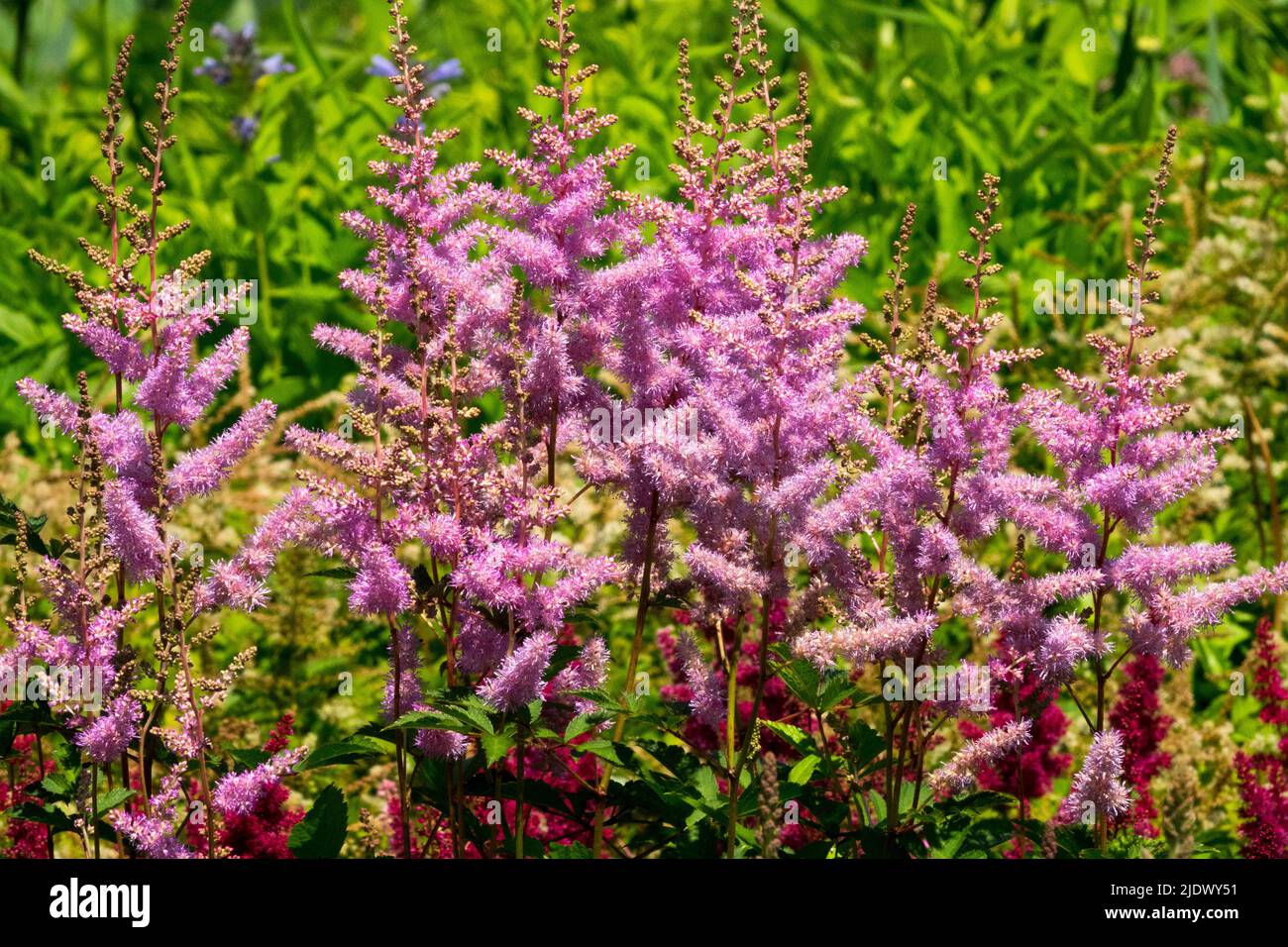 Astilbe arendsii 'Amethyst', Rosa Blumen im Garten Stockfoto