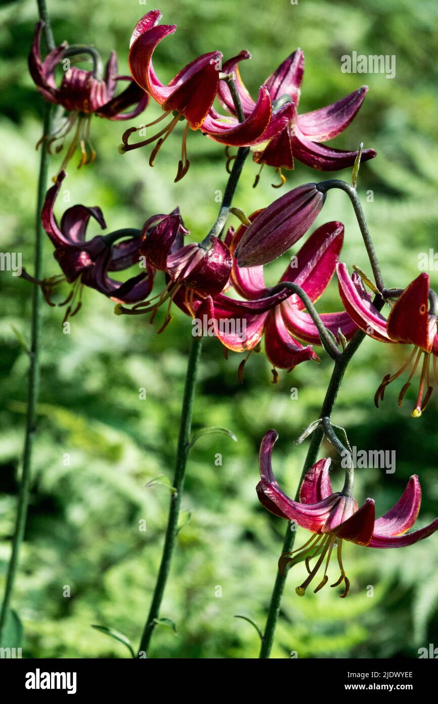 Lilium martagon, Lilium 'Claude Shrrid', Martagon Lily, Plant, Turks Cap Lily, Dunkel, Blumen Stockfoto