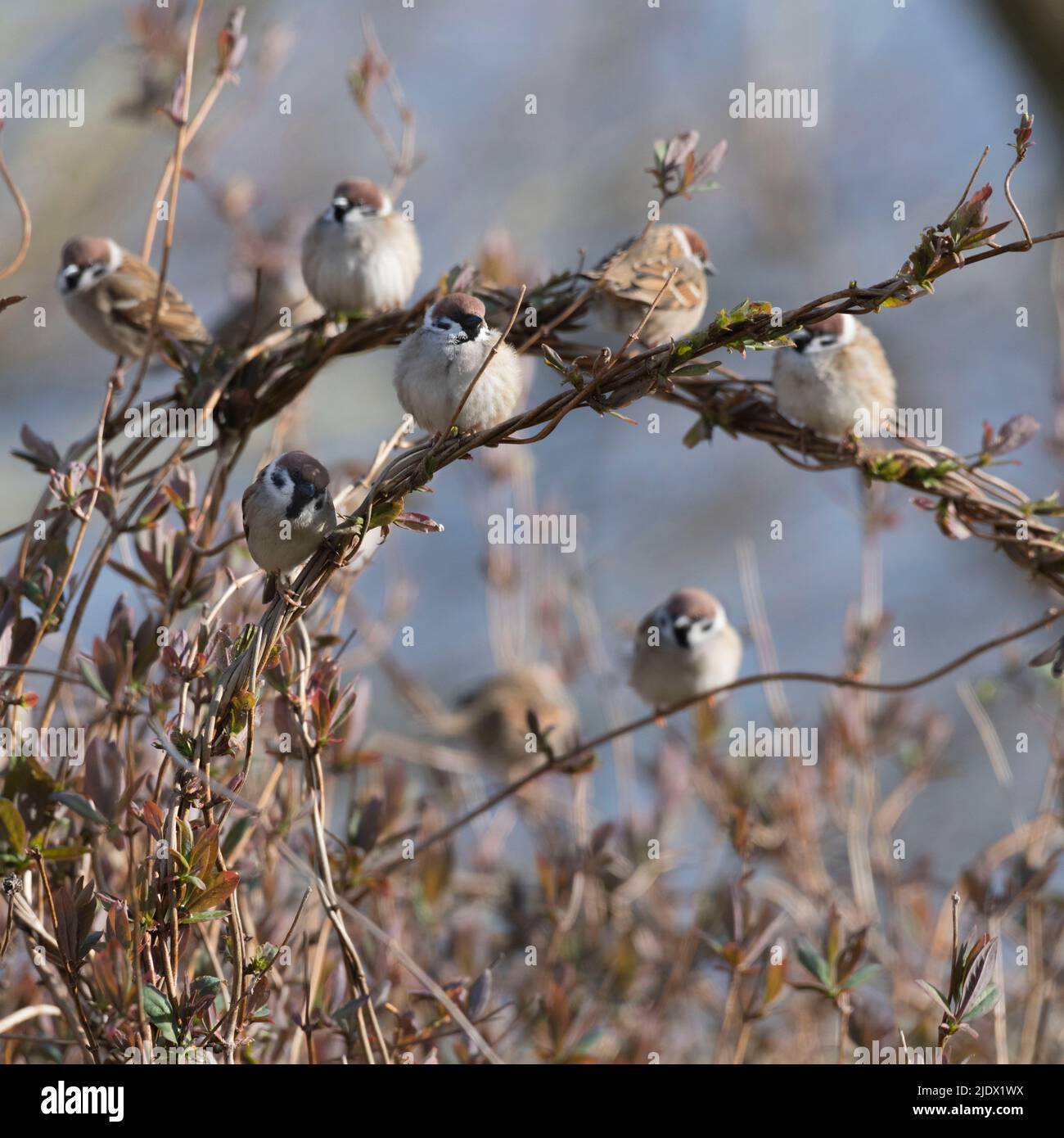 Ein kleiner Schwarm (oder Wirt) von Baumsperlingen (Passer Montanus), der sich im Frühjahr auf verflochtenen Stämmen der Geißelbohne (Lonicera Periclymenum) versammelt Stockfoto