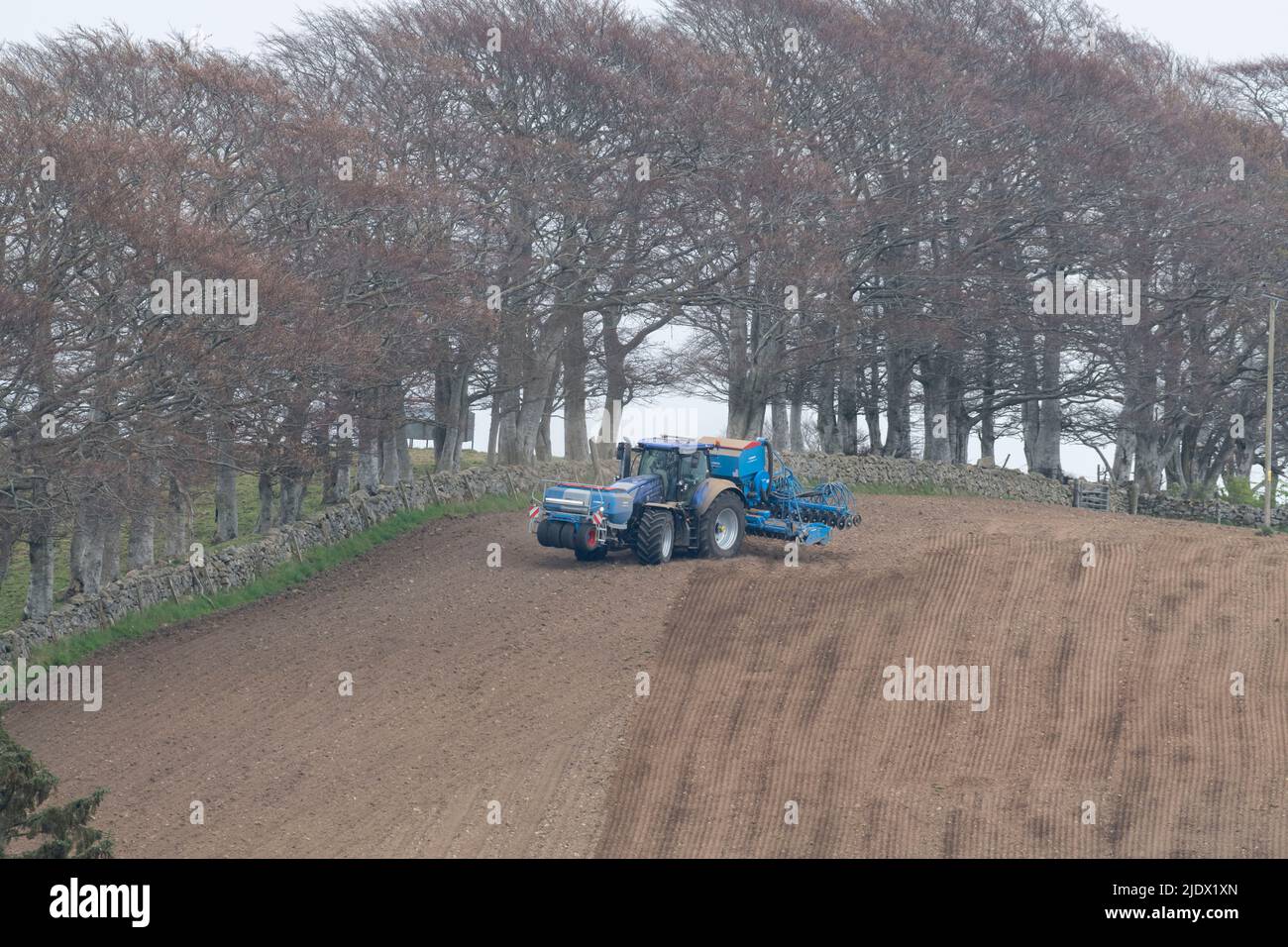 Ein Blue New Holland Traktor mit zwei Lemken-Saattanks, die auf einem gepflügten Feld vor einer Reihe von Buchenbäumen und einer Trockensteinwand manövrieren Stockfoto