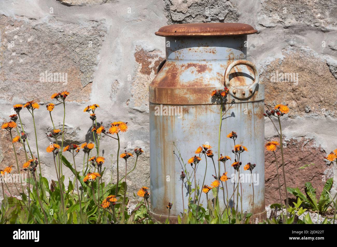 Die Wildblume „Fox and Cubs“ (Pilosella aurantiaca), auch bekannt als Orange Hawkweed, wächst um eine Rusty Vintage Milchurne Stockfoto