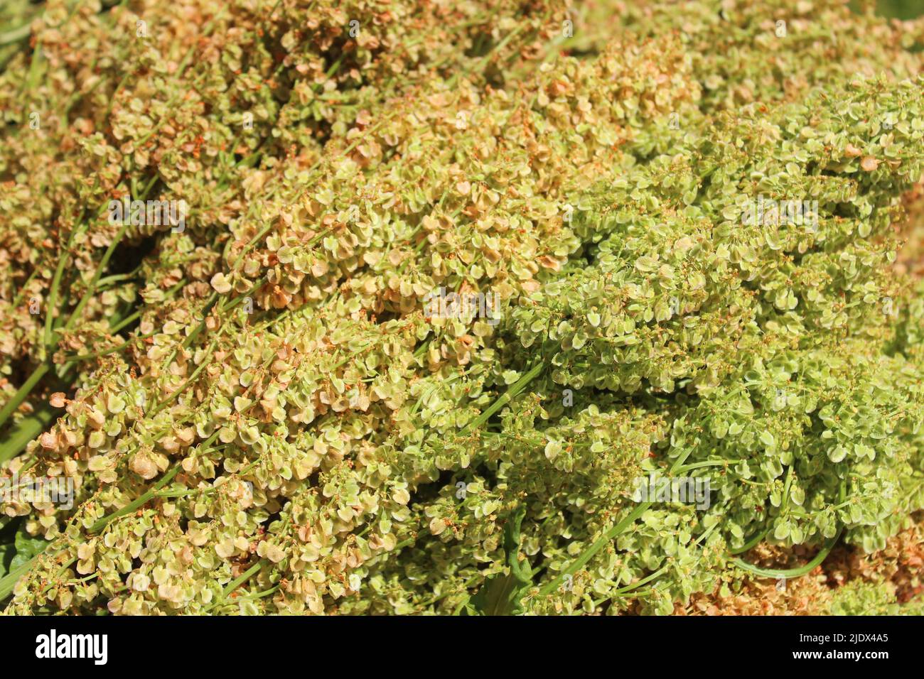 Bunte, köstliche Rhabarbersamen im Garten Stockfoto