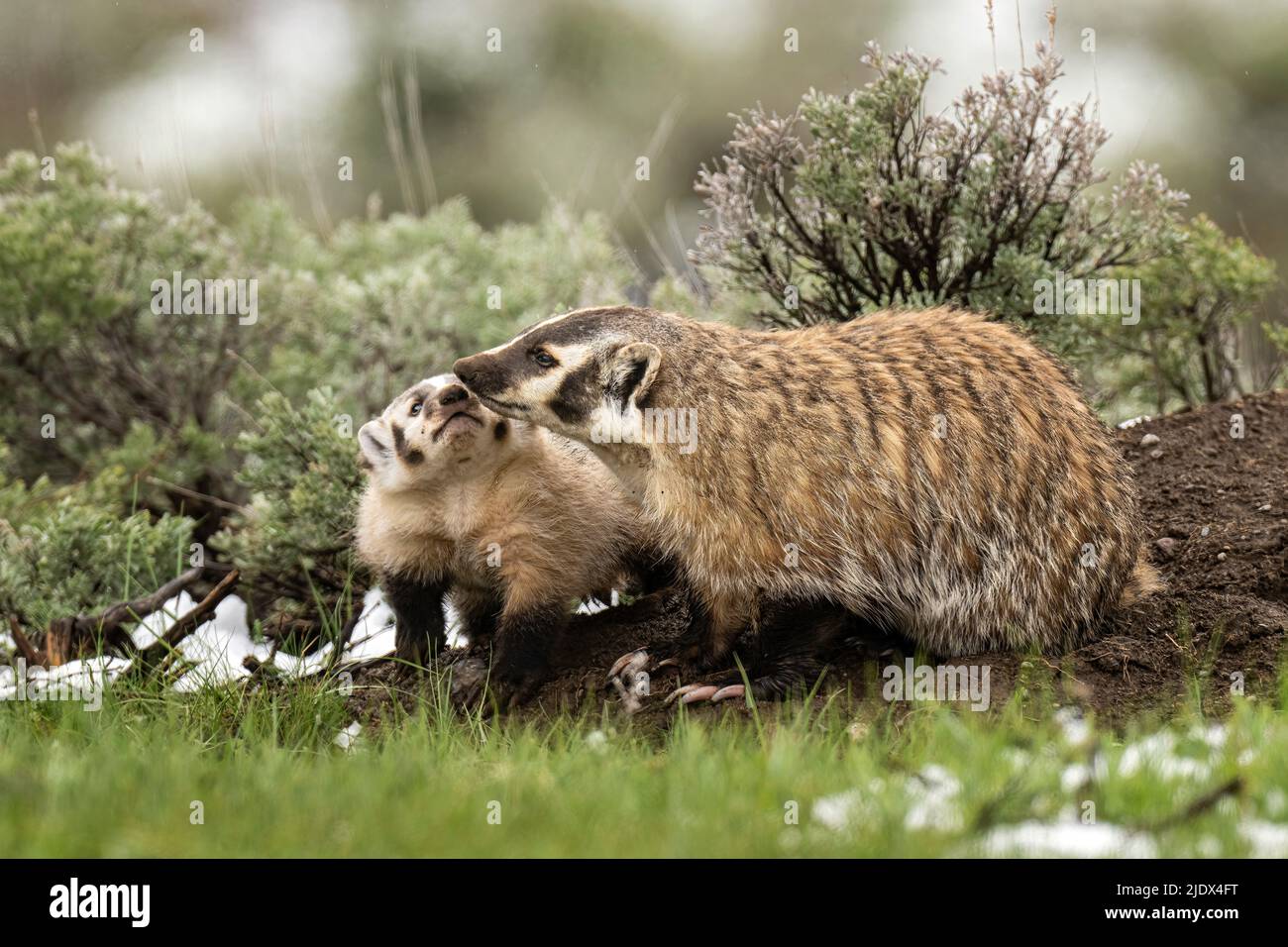 Badget Mama und Baby Stockfoto