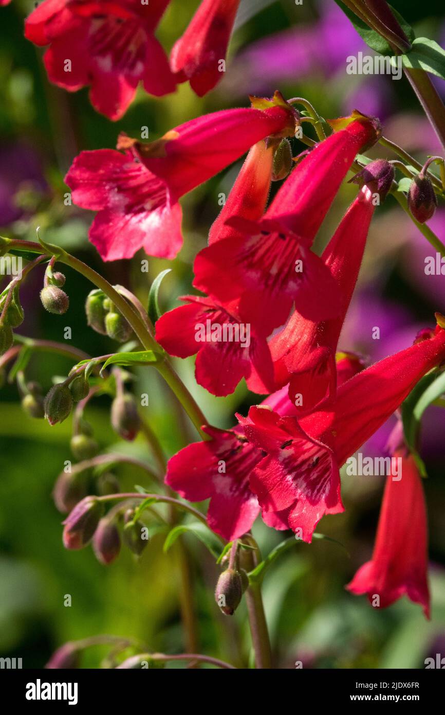 Rote röhrenförmige Blüten, Penstemon 'Cherry RIPE', Close Up Flower im Garten Stockfoto