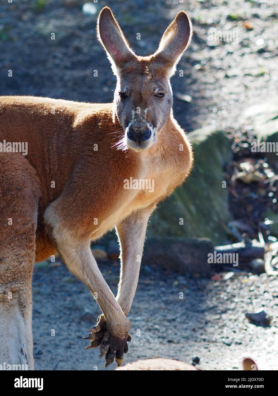Wachsames, scharfsinnige Rüde Red Känguru mit einem starken, kraftvollen Körperbau. Stockfoto