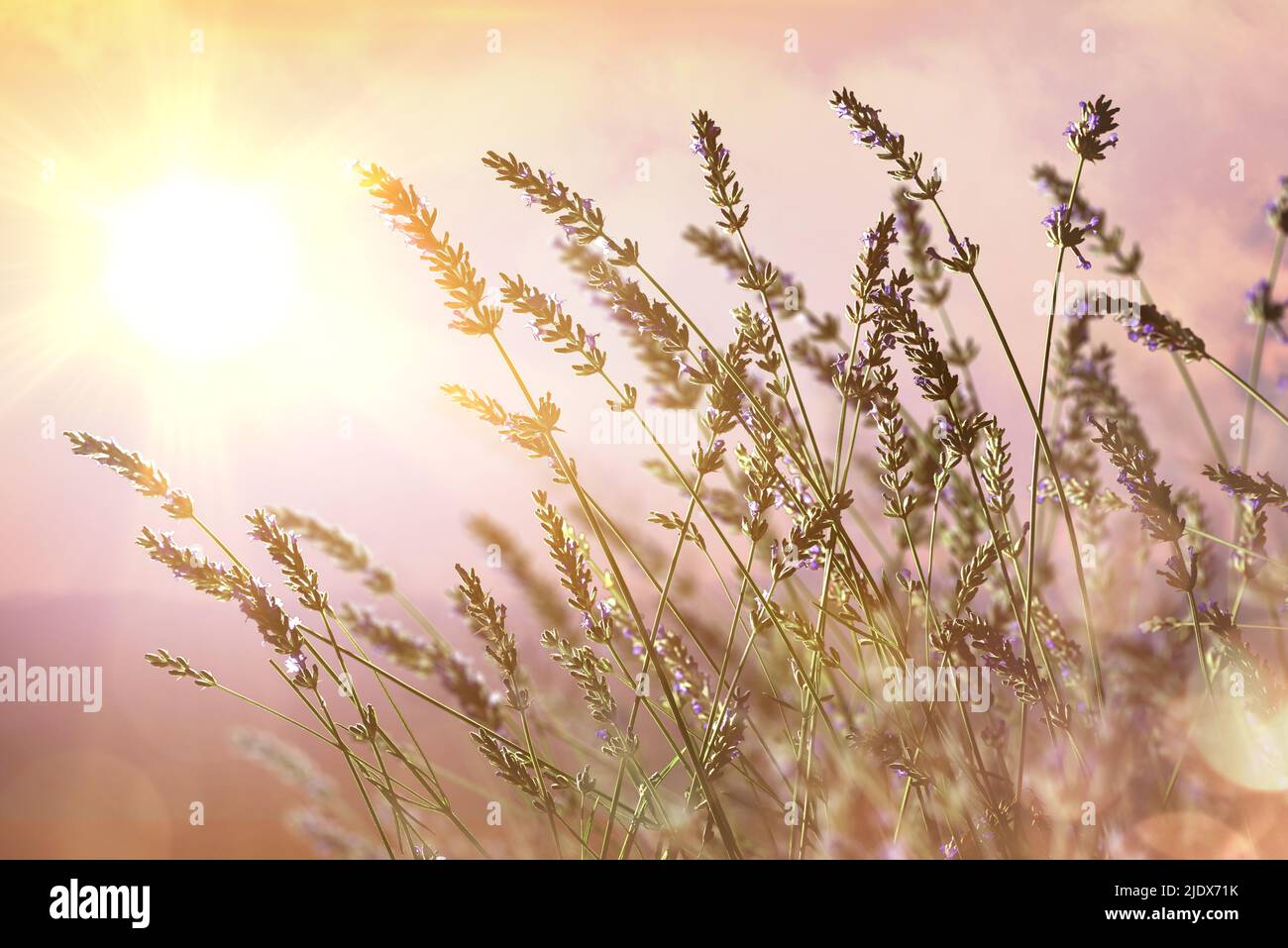 Detail der blühenden Lavendelspitzen auf dem Feld mit hinterleuchteter Sonne im Hintergrund und fliederfarbenem Himmel Stockfoto