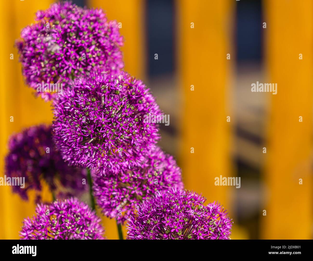 Schöne lila Blüten Allium giganteum, Sorte Globemaster. Riesige Zwiebel blüht. Feld der Zierzwiebel aus Allium. Wenige blühende Kugeln Stockfoto