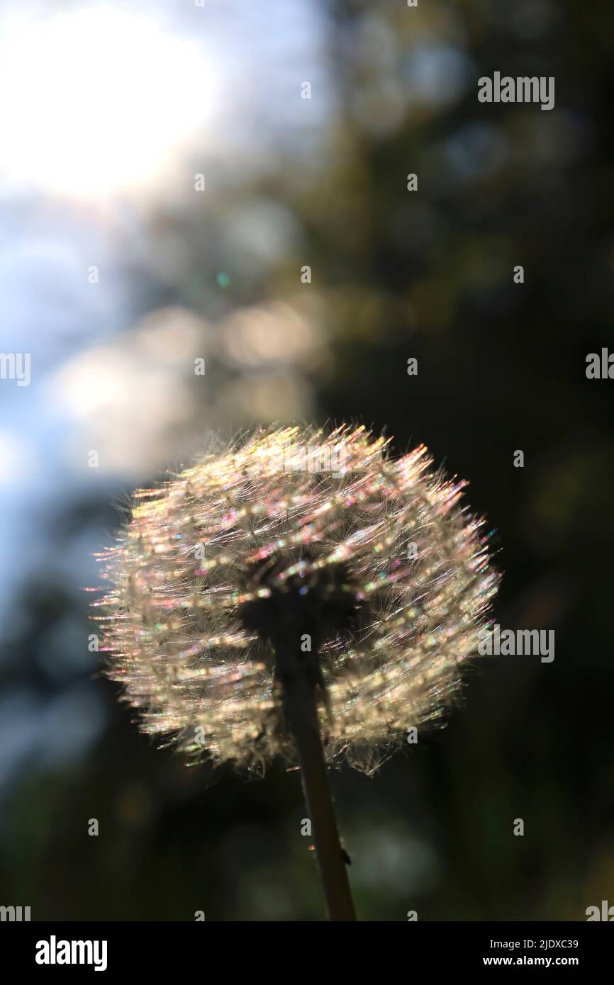 Der Kopf des Dandelionssaatens wird durch Sonnenlicht beleuchtet Stockfoto