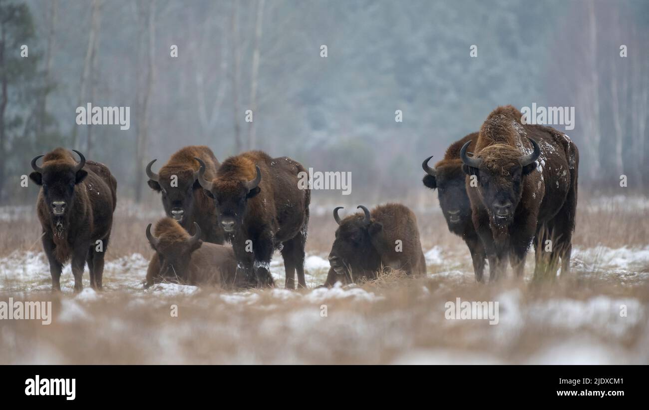 Polen, Woiwodschaft Podlachien, Europäischer Bison (Bison bonasus) im Wald von Bialowieza Stockfoto