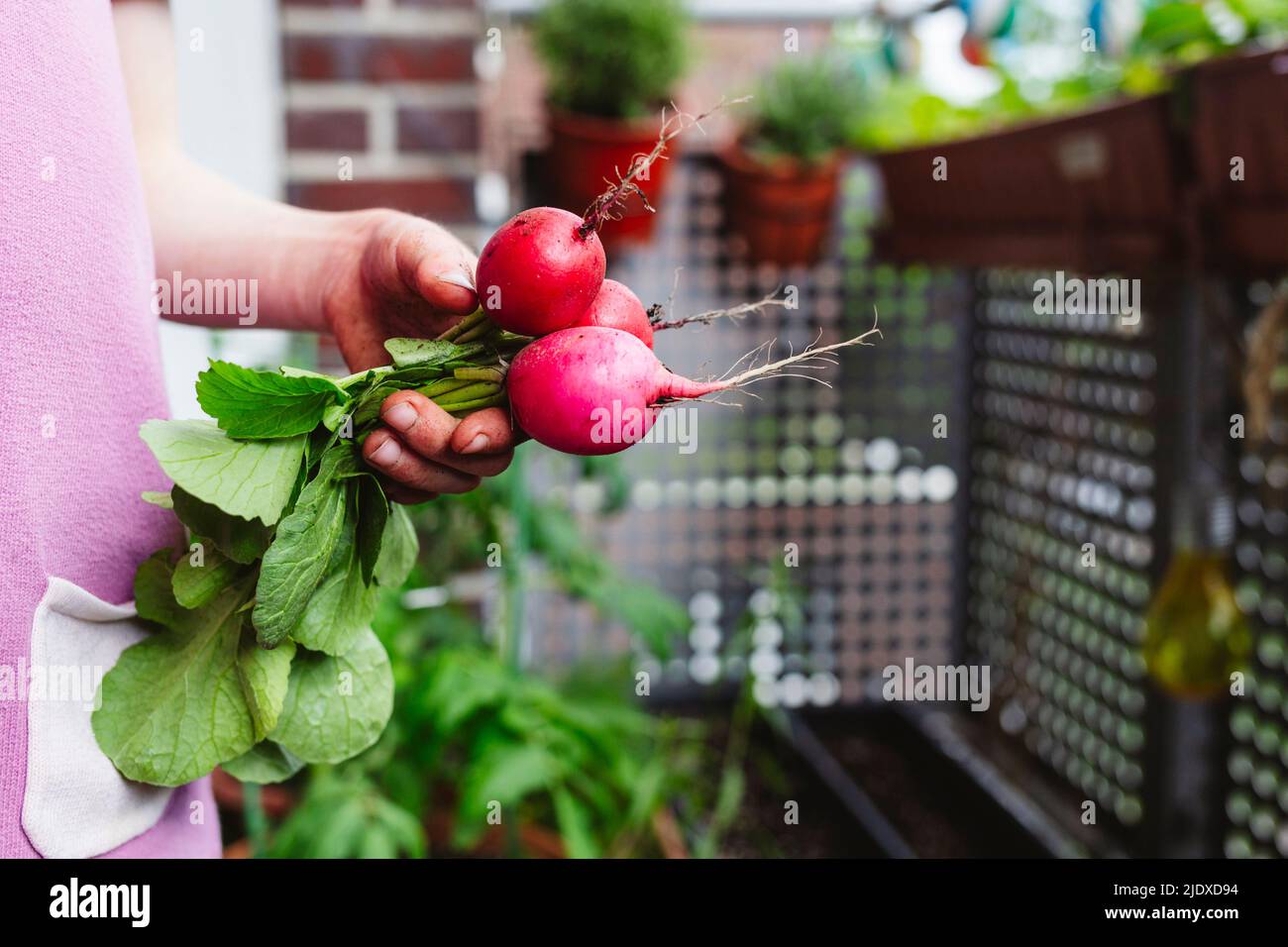 Hände eines Mädchens, das frischen Rettich auf dem Balkon hält Stockfoto