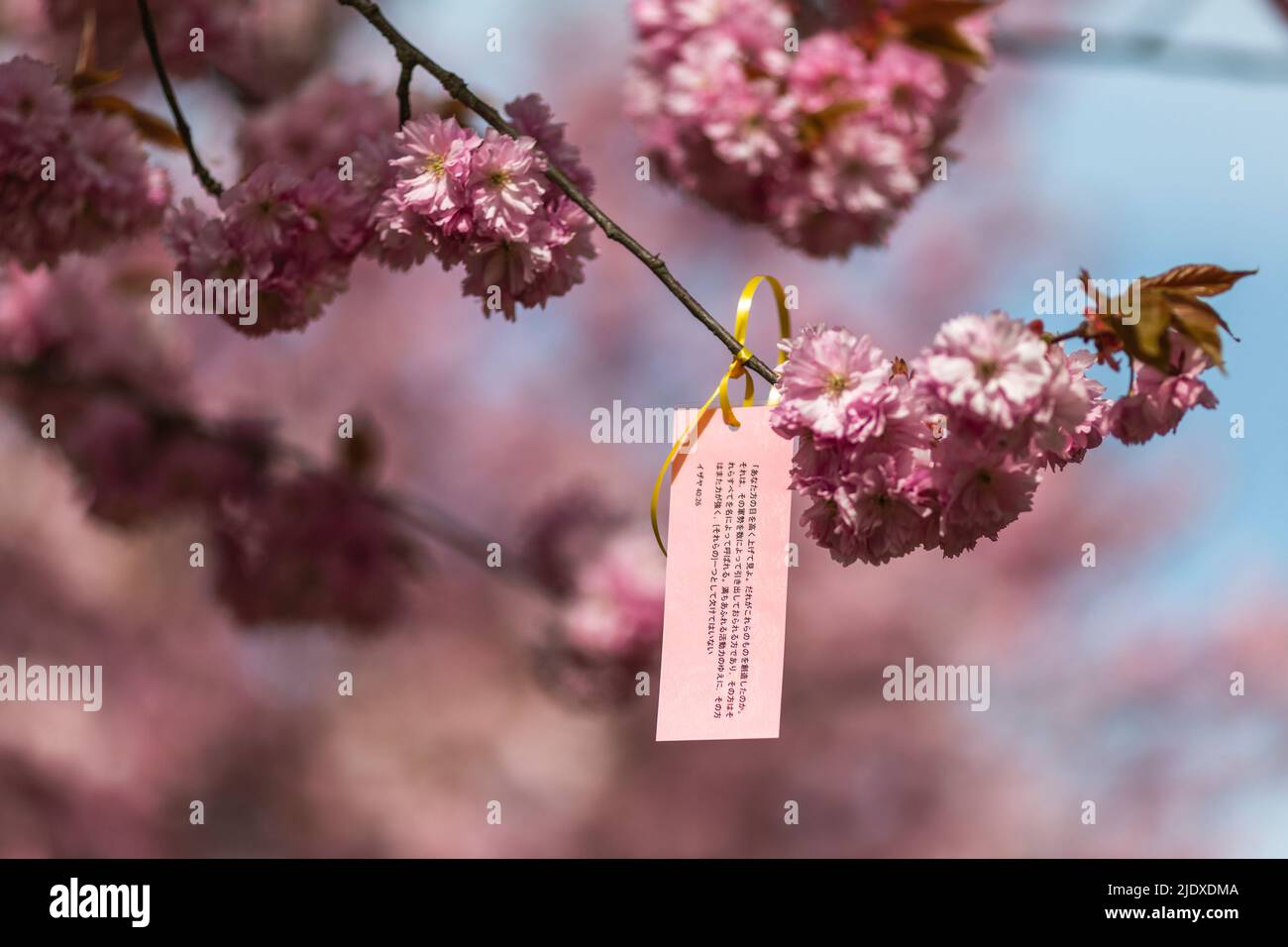 Kleiner Informationsanhänger, der im Frühjahr am Kirschblütenzweig hängt Stockfoto