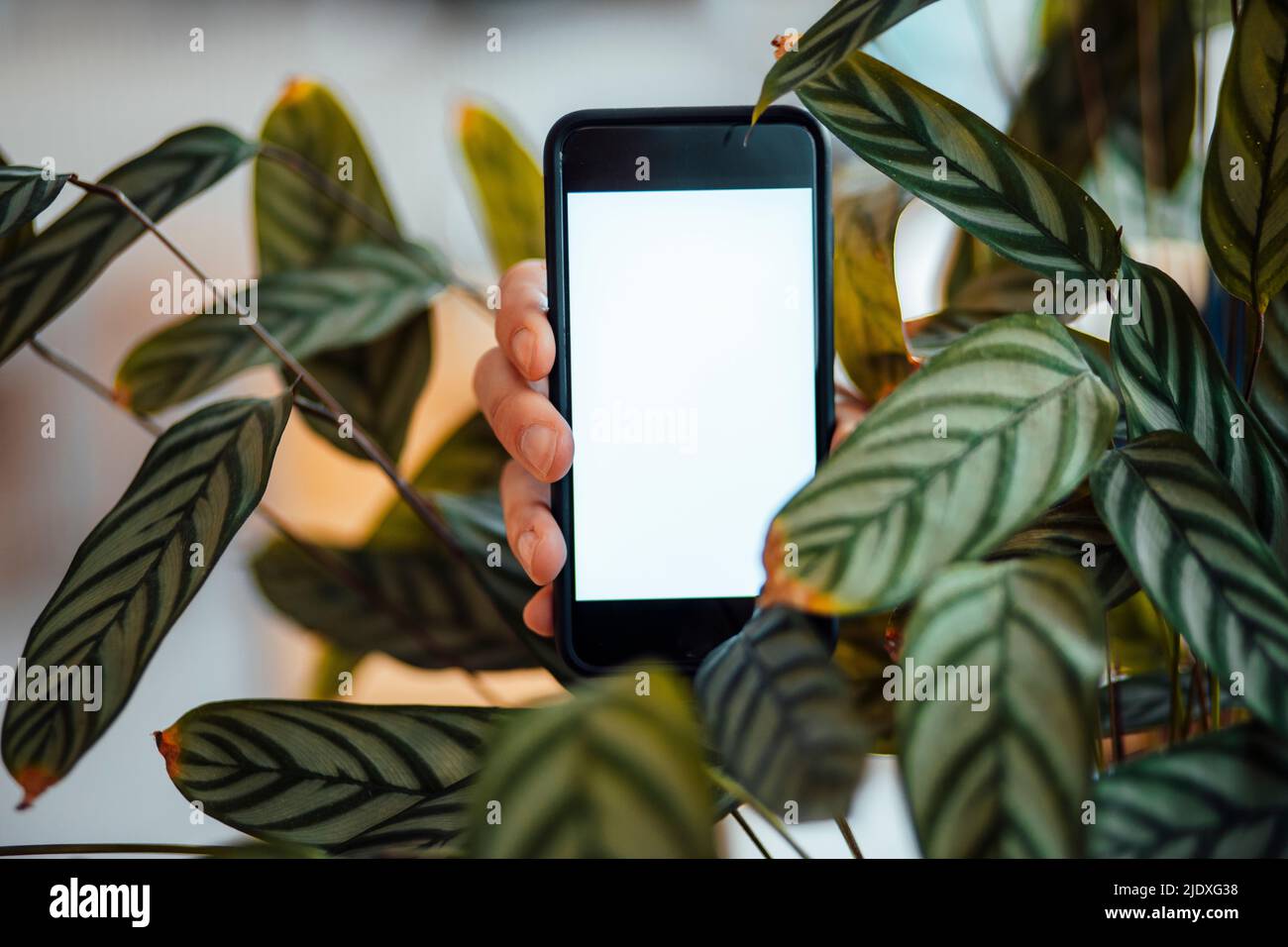 Hand eines Mannes mit Smartphone und leerem Bildschirm inmitten einer grünen Pflanze Stockfoto