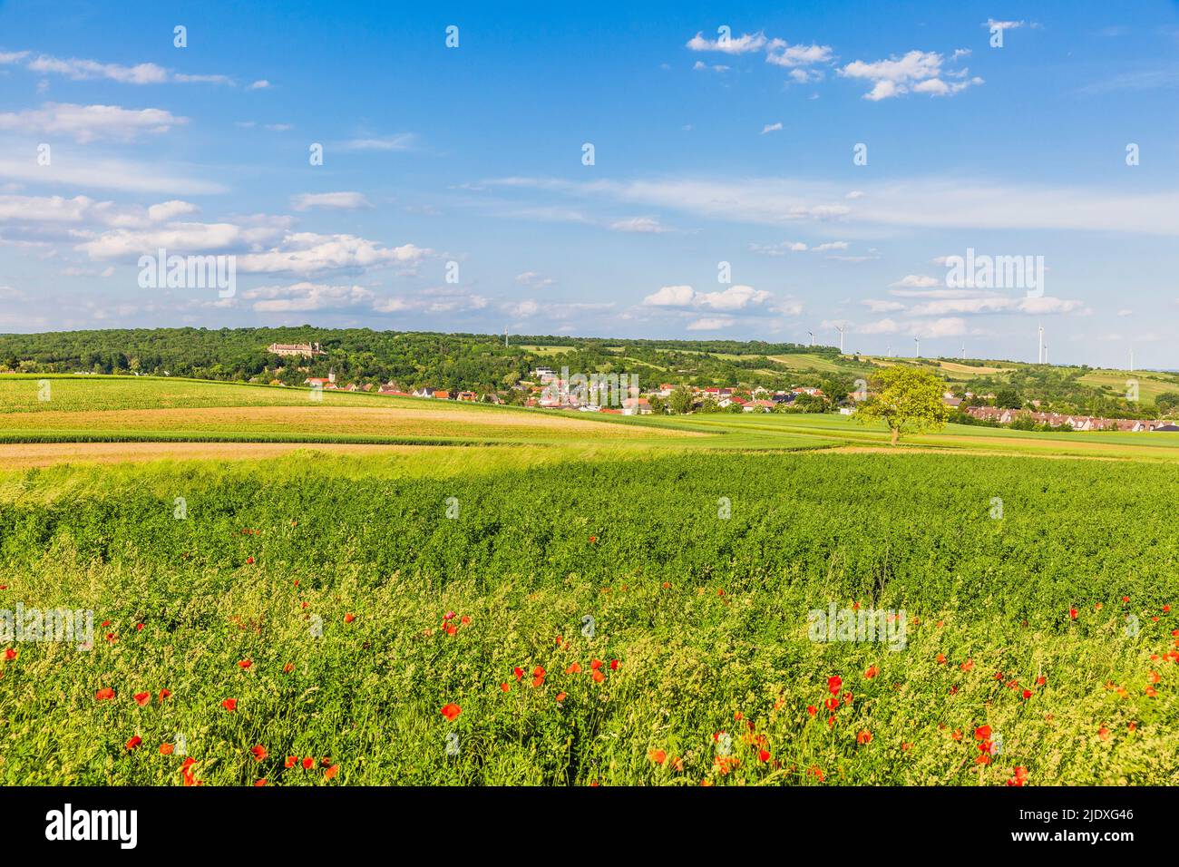 Österreich, Niederösterreich, Matzen, Mohnblumen blühen auf der Sommerwiese mit der Stadt im fernen Hintergrund Stockfoto