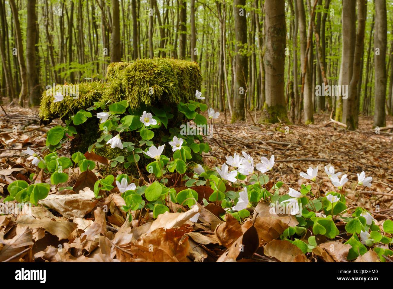 Im Nationalpark Kellerwald-Edersee blühen Holzschnepfe (Oxalis acetosella) Stockfoto