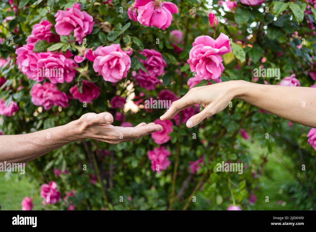 Das Paar streut sich aus, um die Hände vor rosa Rosenpflanzen zu halten Stockfoto