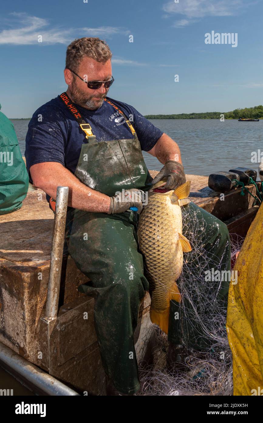 Peoria, Illinois - Fischer am Illinois River nutzen Kiefernzapfen, um invasive asiatische Karpfen zu ernten, vor allem den Silberkarpfen (Hypophthalmichthys molitrix). Stockfoto
