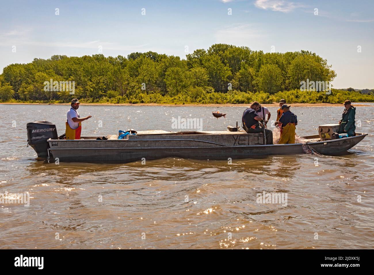 Peoria, Illinois - Fischer am Illinois River nutzen Kiefernzapfen, um invasive asiatische Karpfen zu ernten, vor allem den Silberkarpfen (Hypophthalmichthys molitrix). Stockfoto