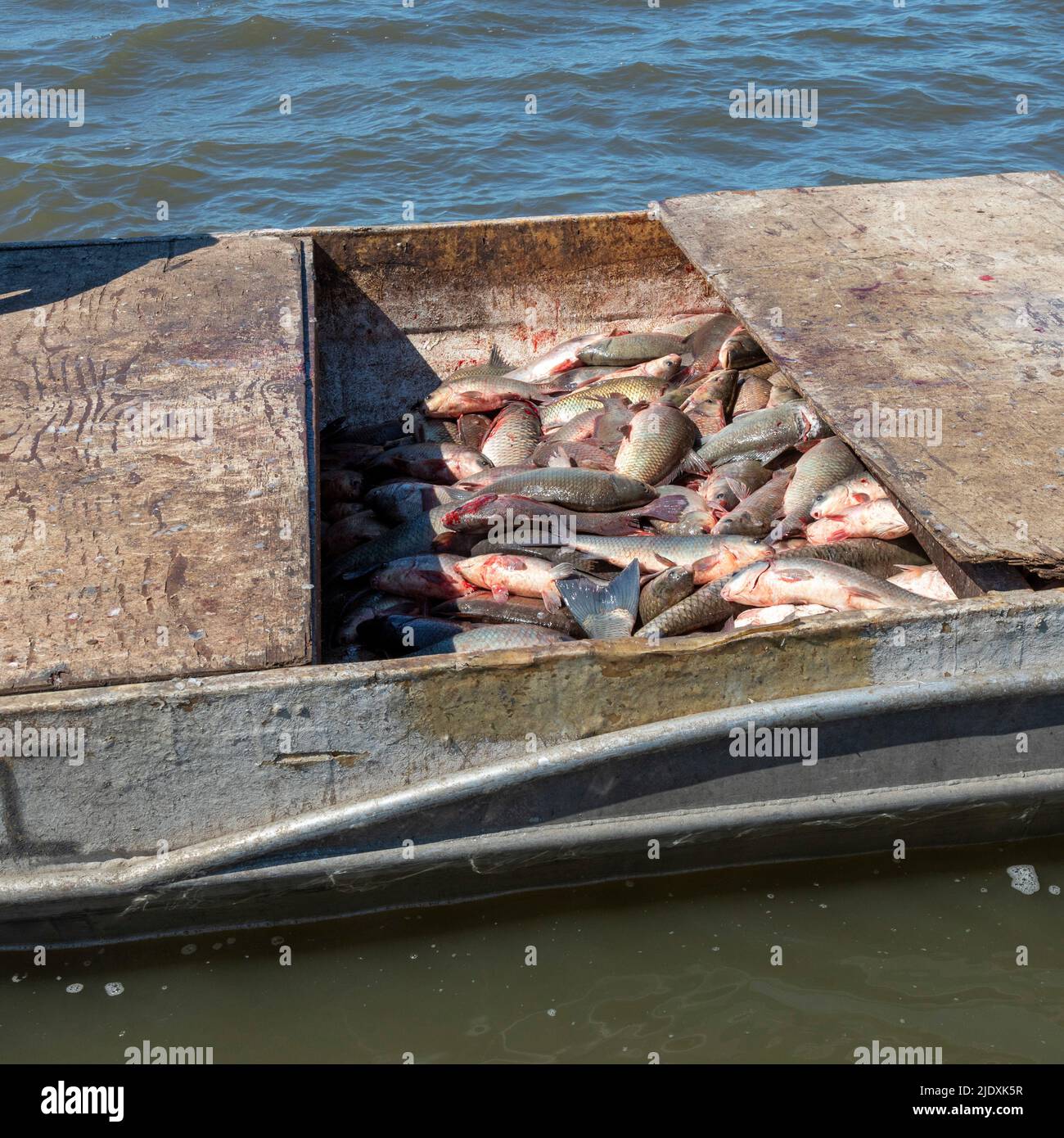 Peoria, Illinois - Ein Fischerboat auf dem Illinois River mit der Ernte von invasiven asiatischen Karpfen, vor allem der Silberkarpfen (Hypophthalmichthys molitrix). Stockfoto