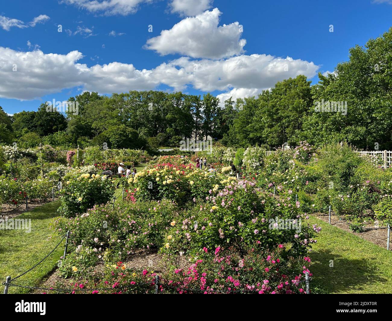 Dramatischer Himmel über dem Cranford Rose Garden im Brooklyn Botanic Garden in New York City. Mit über 1000 Arten ist Cranford einer der größten Rosengärten Nordamerikas. Stockfoto