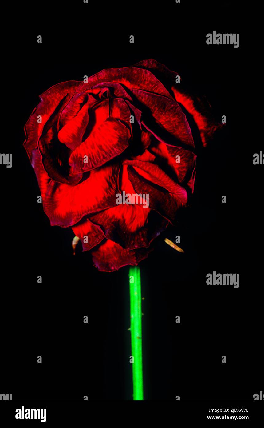 Eine einzelne Rosenblume mit ihren verwelkenden und sterbenden Blütenblättern Stockfoto