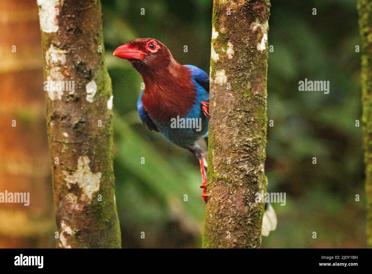 Vögel von Sri Lanka Stockfoto