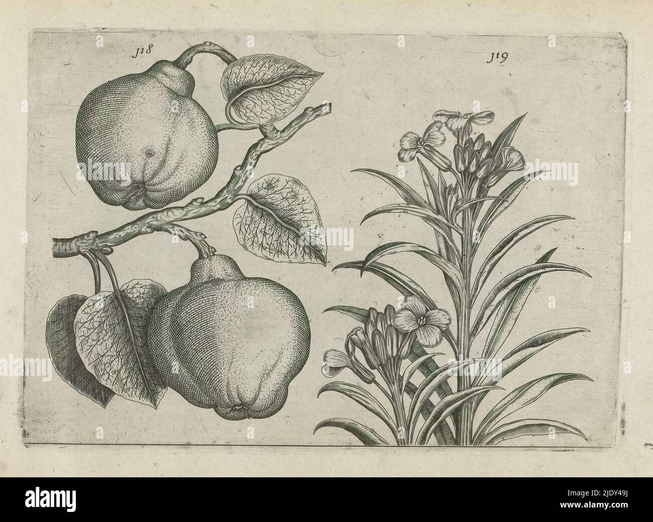 Quitte und Wandblume, Cognoscite lilia (Serientitel), Quince (Cydonia oblonga) und Wandblume (Erysimum cheiri), nummeriert 118 und 119., Druckerei: Crispijn van de Passe (I), (zugeschrieben), nach Zeichnung von: Crispijn van de Passe (I), (zugeschrieben), Herausgeber: Crispijn van de Passe, nach Zeichnung von: Köln (I) Köln, Verlag: Köln, Verlag: London, 1600 - 1604, Papier, Gravur, Höhe 127 mm × Breite 205 mm, Höhe 172 mm × Breite 272 mm Stockfoto