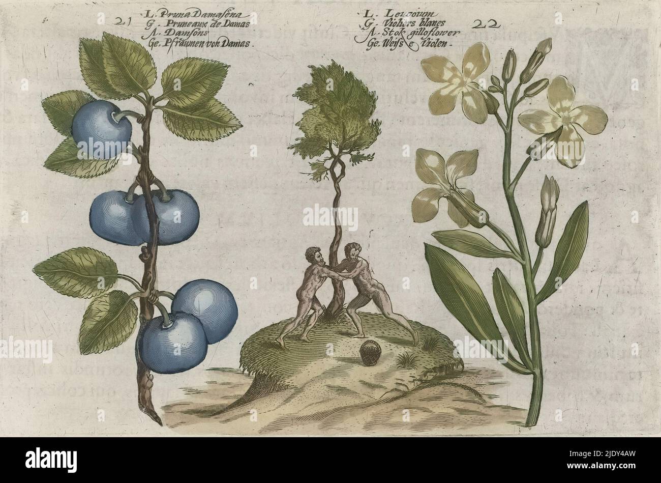 Pflaume und Wandblume, Pruna Damasena / Leucojum (Titel auf Objekt), Cognoscite lilia (Serientitel), Pflaume und Wandblume (Erysimum cheiri), nummeriert 21 und 22. In der Mitte ringen zwei Männer in der Nähe eines Baumes., Druckerei: Crispijn van de Passe (I), (zugeschrieben), nach Zeichnung von: Crispijn van de Passe (I), (zugeschrieben), Verlag: Crispijn van de Passe (I), Druckerei: Köln, nach Zeichnung von: Köln, Verlag: Köln, Verlag: London, 1600 - 1604, Papier, Gravur, Höhe 127 mm × Breite 205 mm, Höhe 172 mm × Breite 272 mm Stockfoto