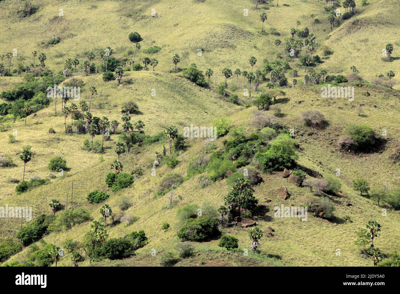 Landschaft der Komodo-Insel im Komodo-Nationalpark, dem natürlichen Lebensraum des komodo-Drachen (Varanus komodoensis) in Komodo, West Manggarai, Ost-Nusa Tenggara, Indonesien. Nach Angaben von 2021 sind allein im Komodo-Nationalpark (die Inseln Komodo, Rinca, Nusa Kode und Gili Motang) etwa 2.450 komodo-Drachenindividuen unterwegs. Außerhalb des Nationalparks befinden sich kleinere Populationen an der Westküste und Nordküste der Insel Flores in derselben Provinz East Nusa Tenggara, Indonesien. Stockfoto