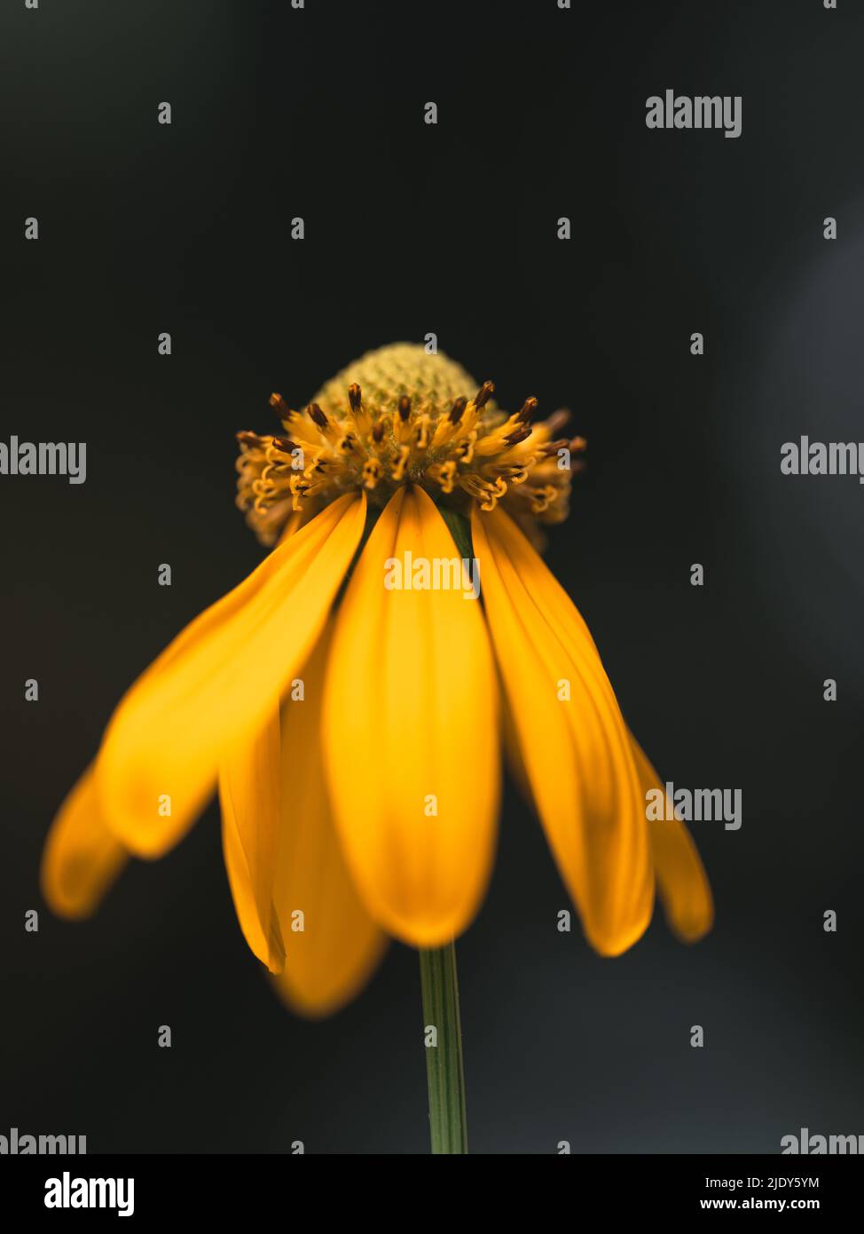 Gelbe Blume Natur miami usa florida Stockfoto