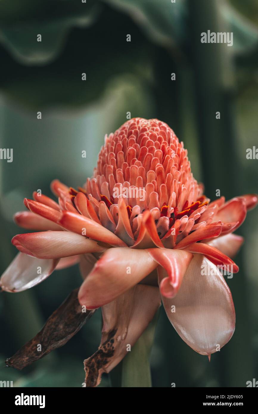 Ingwer Blumengarten schöne Natur Stockfoto