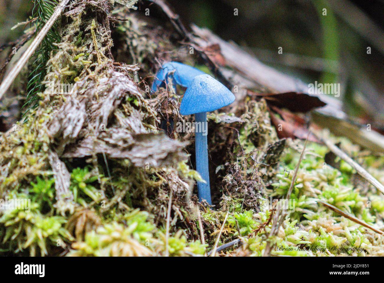 Kleiner hellblauer Pilz auf dem Boden des neuseeländischen Regenwaldes Stockfoto