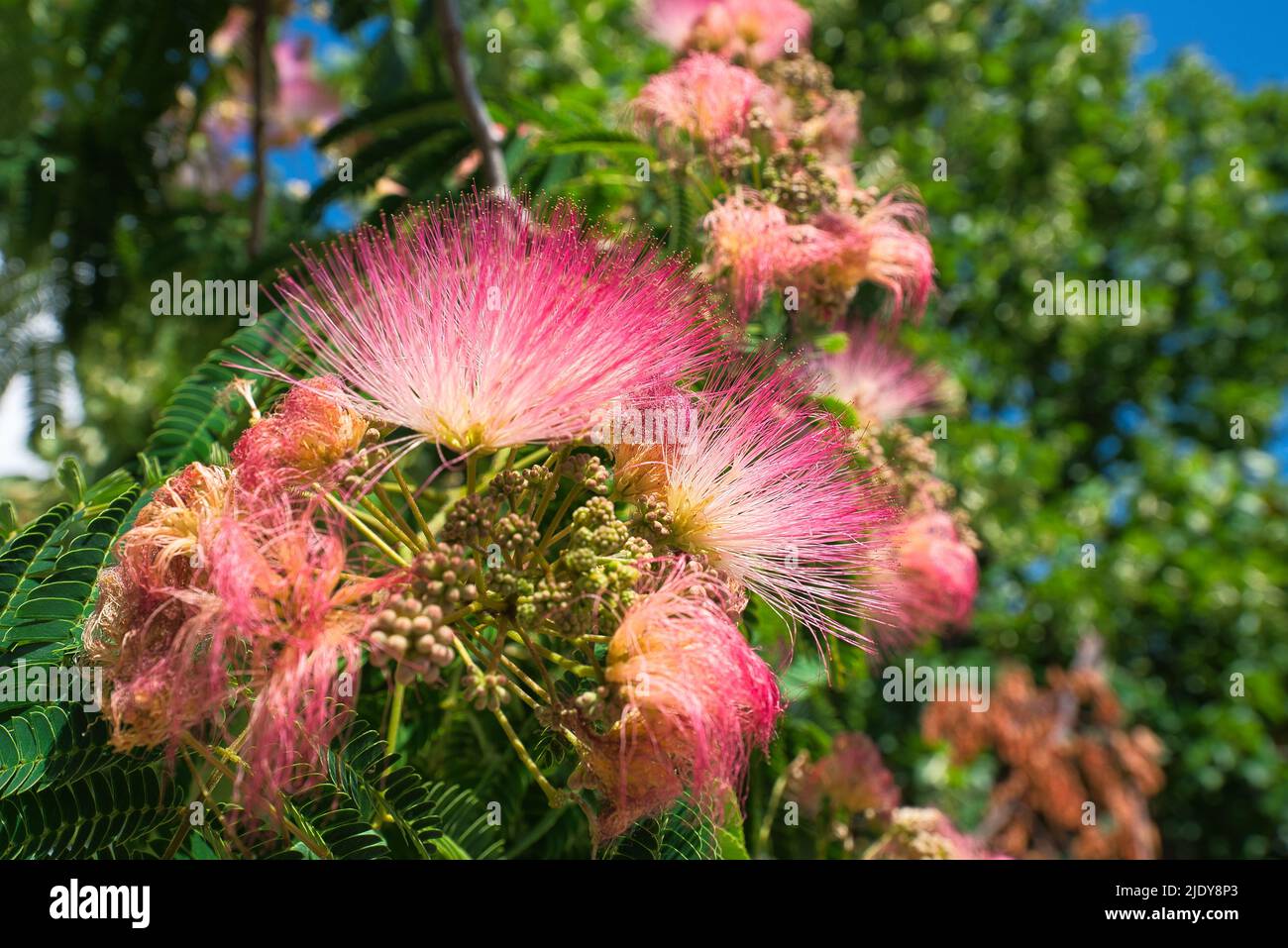 Schöne exotische rosa Blume, vom Baum Albizia (Albizia julibrissin) oder rosa Seidenbaum Stockfoto