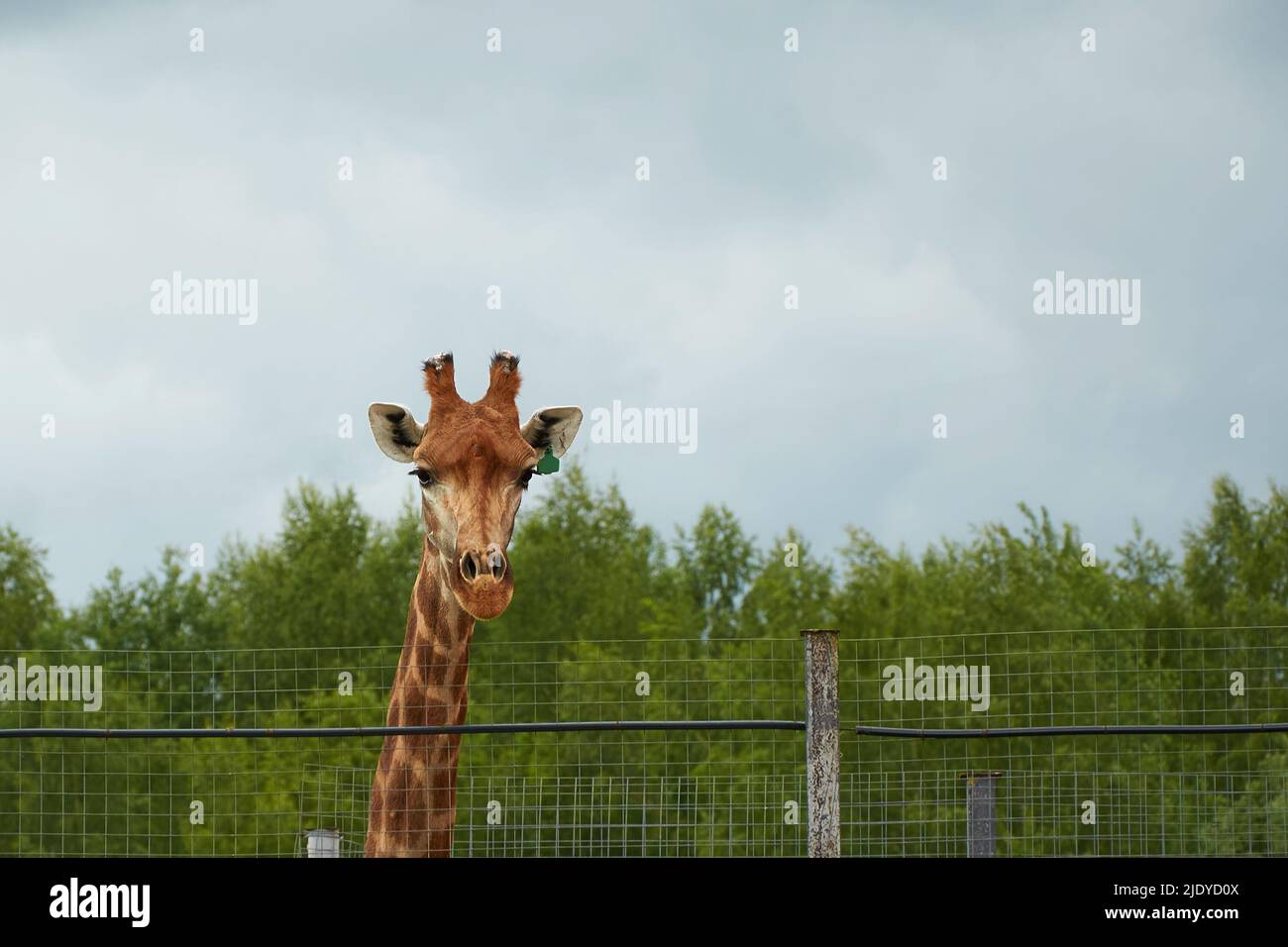 Giraffa camelopardalis giraffa. Nahaufnahme einer südafrikanischen Giraffe Stockfoto