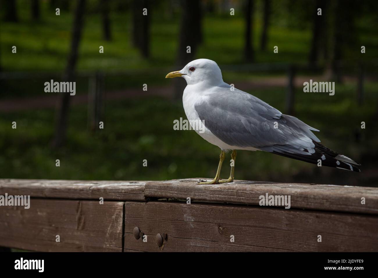 Nahaufnahme einer Möwe, die an einem sonnigen Sommertag auf einem Holzgeländer steht. Stockfoto