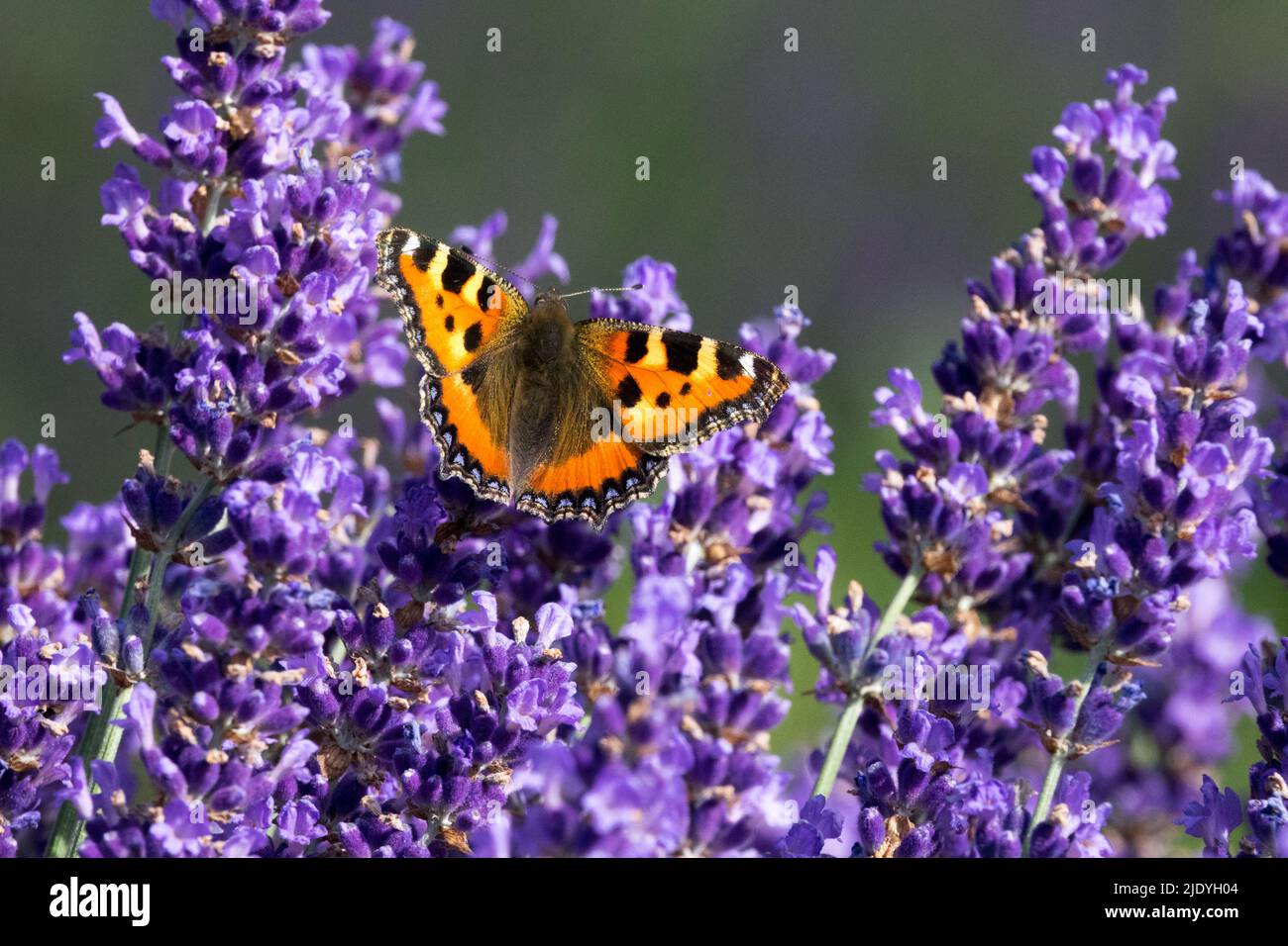 Schmetterling auf Lavendel, kleine Tortoiseshell Schmetterling auf Blume Aglais urticae Blaue Lavendel Stockfoto