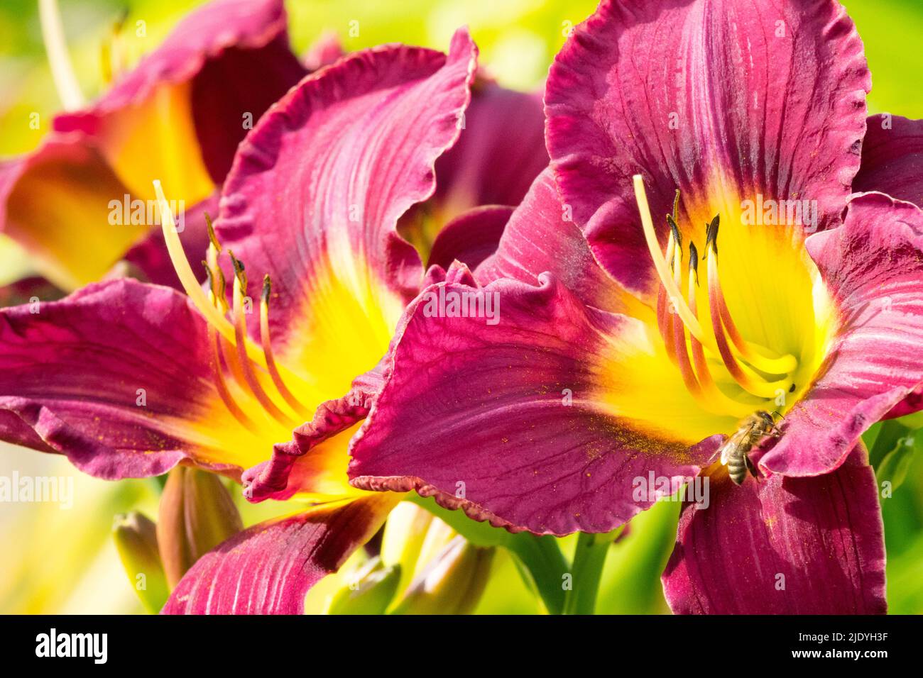 Schöne Blüten von Daylily Hemerocallis 'Bela Lugosi' Mauve blüht Stockfoto