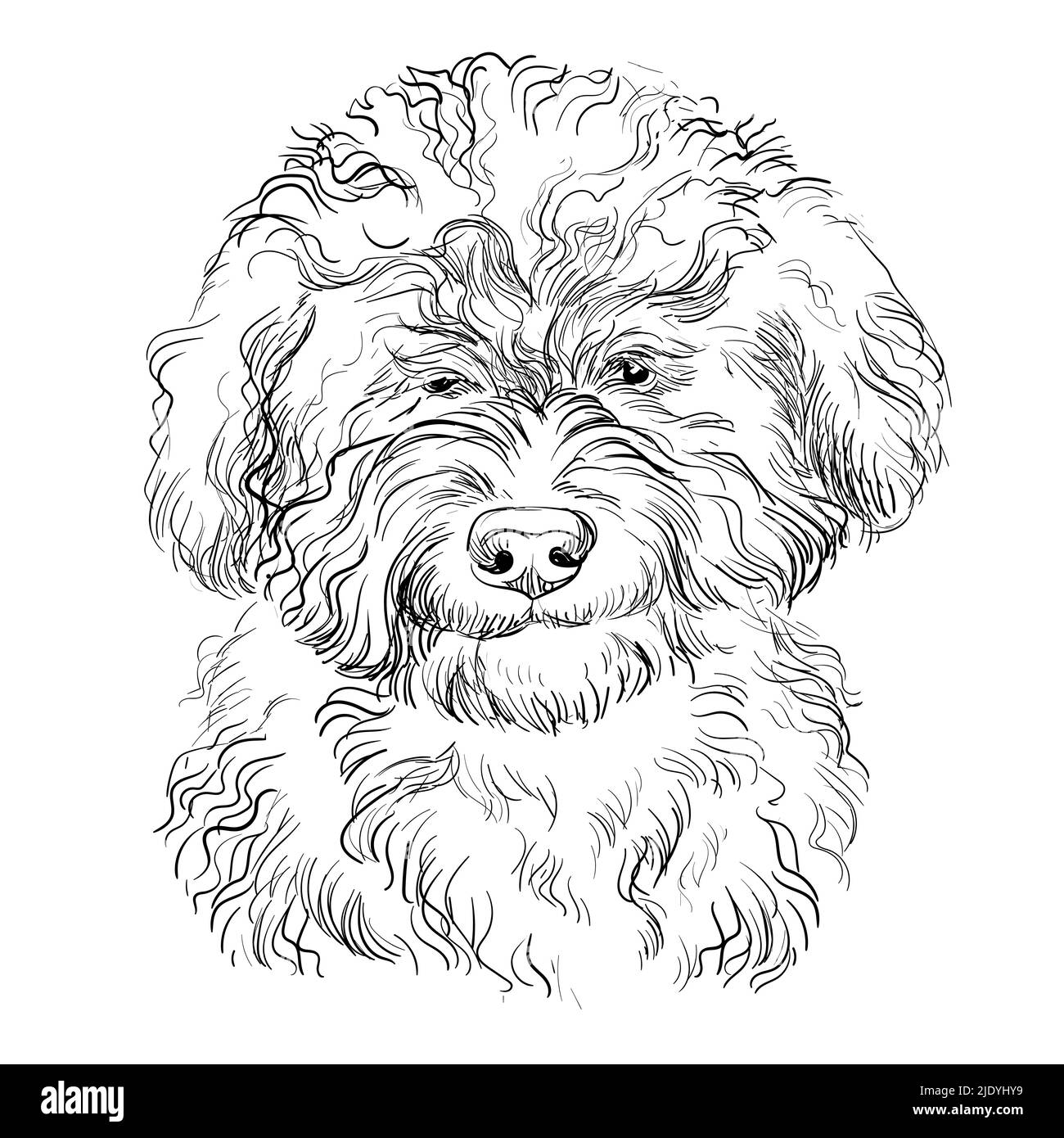 Barbet Hand Zeichnung Hund Vektor isolierte Illustration auf weißem Hintergrund. Netter realistischer lustiger Hund, der in die Kamera schaut. Für Druck, Design, T-Shirt Stock Vektor