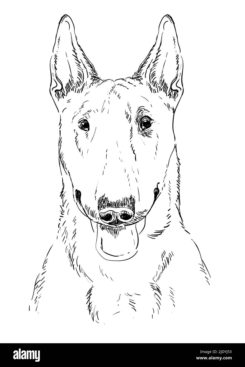 Bull Terrier Hand Zeichnung Hund Vektor isolierte Illustration auf weißem Hintergrund. Realistisch niedlichen lustigen Hund Blick in die Kamera. Für Druck, Design, T Stock Vektor