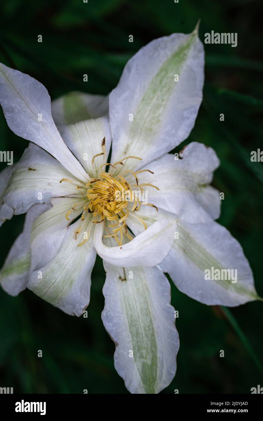 Weiße Clematis-Blüten in Nahaufnahme auf dunklem, natürlichem Hintergrund Stockfoto