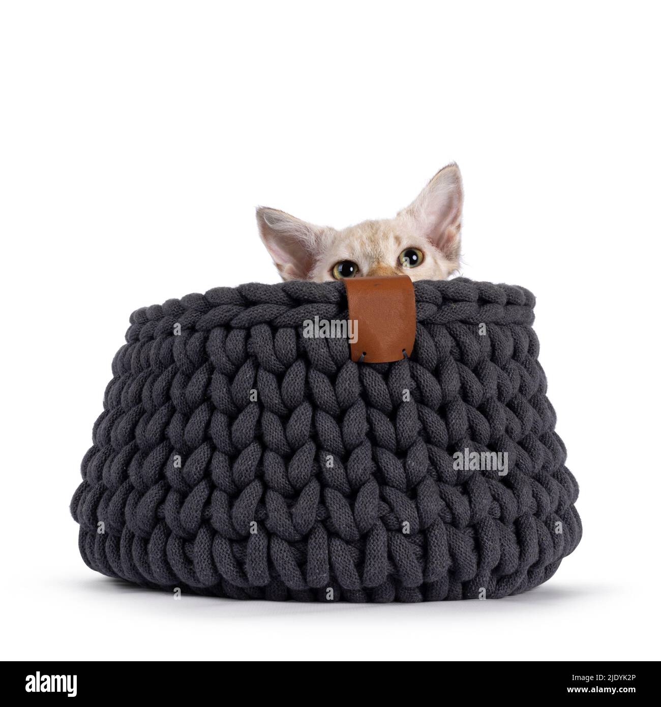 Chocolate tabby blotched tonkinese spitz Langhaar LaPerm Katze Kätzchen, versteckt in einem grauen Strickkorb. Ein Blick über den Rand und ein Blick auf einen Buh. Iso Stockfoto