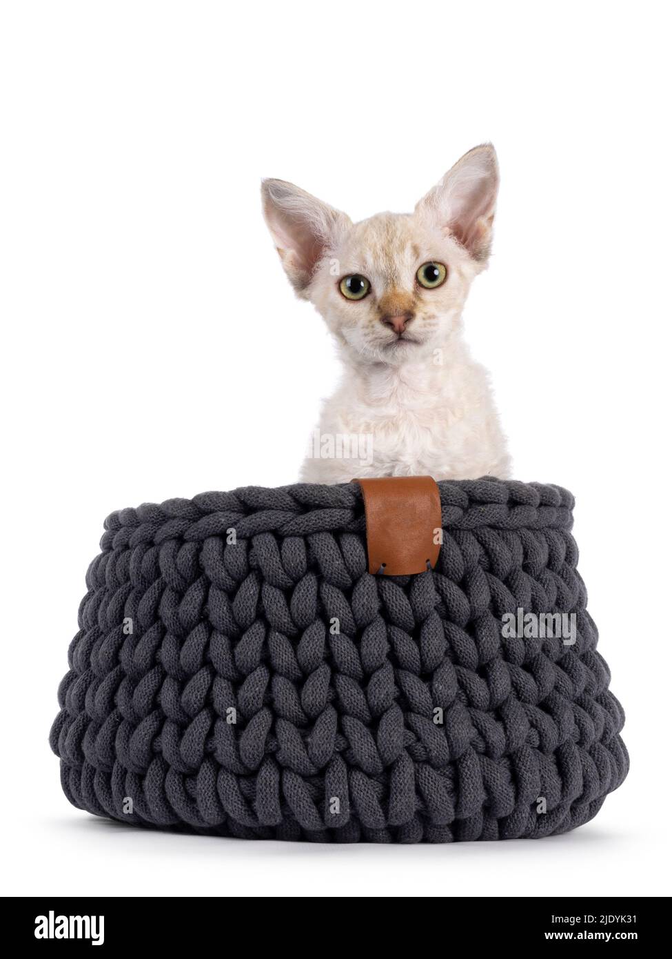Chocolate tabby blotched tonkinese spitz Langhaar LaPerm Katze Kätzchen, sitzt in einem grauen Strickkorb. Blick auf die Kamera. Isoliert auf einem weißen b Stockfoto