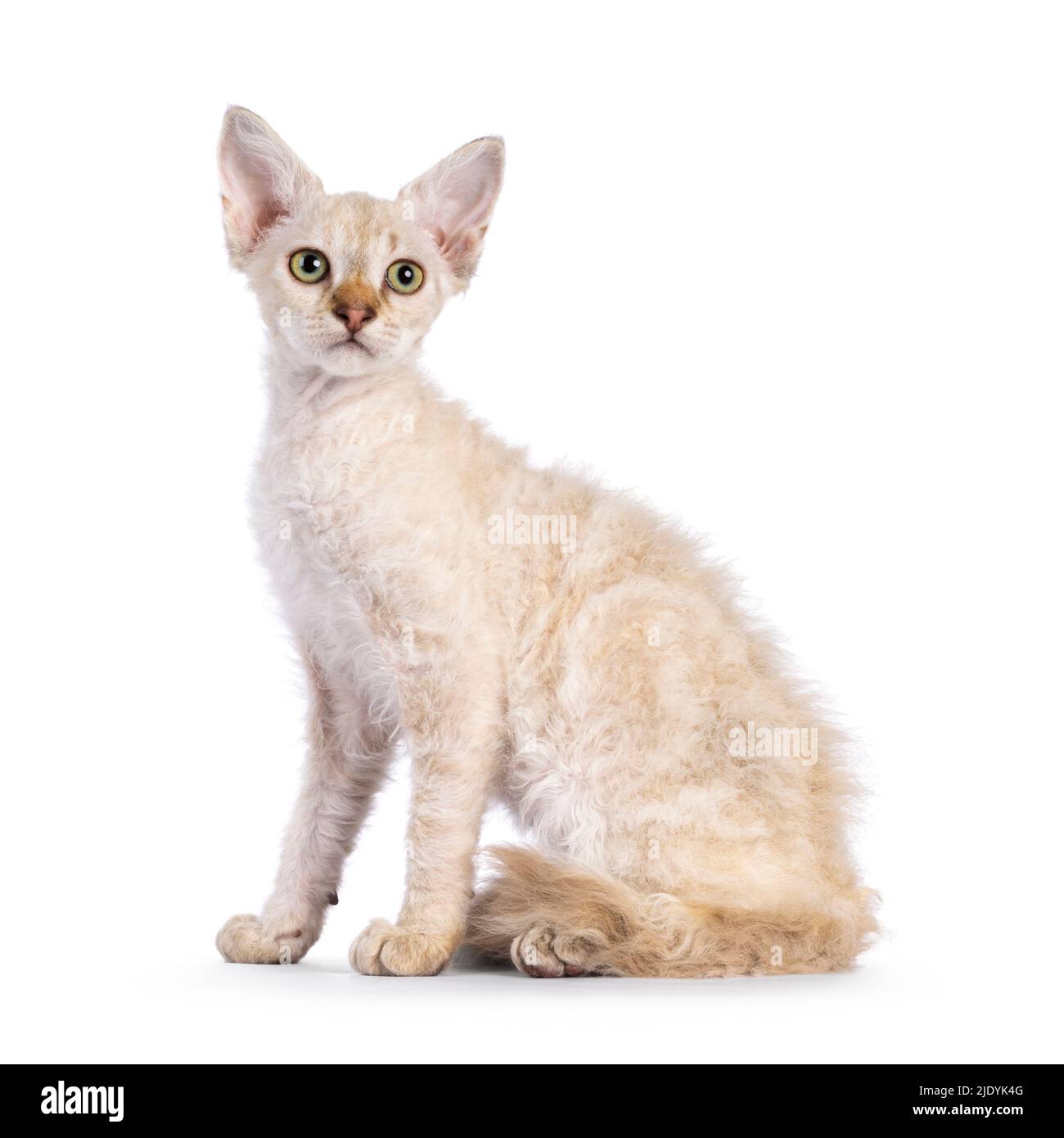 Chocolate tabby blotched tonkinese spitz Langhaar LaPerm Katze Kätzchen, sitzen Seite Wege. Wegschauen von der Kamera. Isoliert auf weißem Hintergrund. Stockfoto