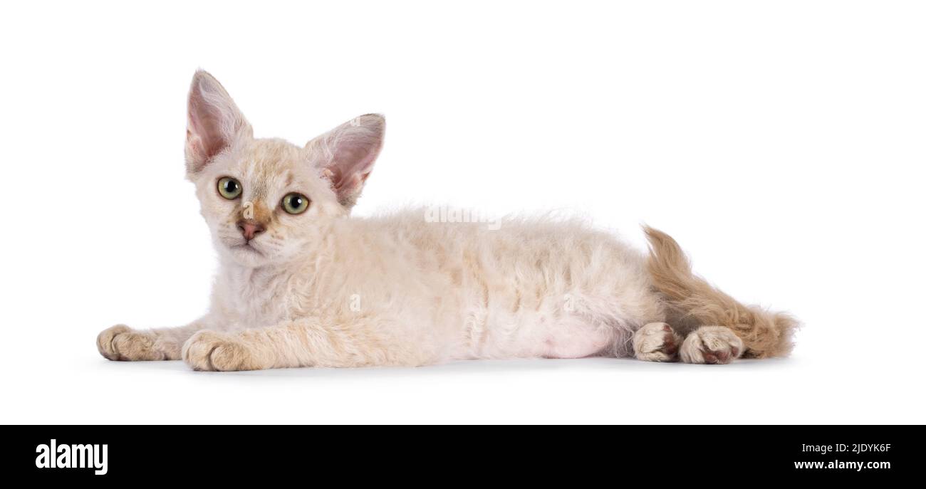 Chocolate tabby blotched tonkinese spitz Langhaar LaPerm Katze Kätzchen, legte sich nach Seiten Wege. Blick auf die Kamera. Isoliert auf weißem Hintergrund. Stockfoto