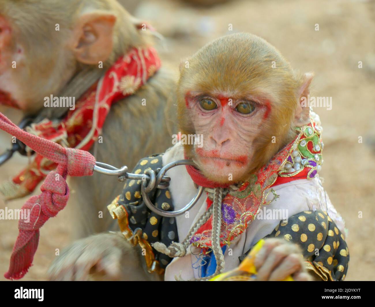 Dekorierter männlicher Affe und weiblicher Affe, Make-up auf ihrem Gesicht, für die Affentanzshow in indien. Stockfoto