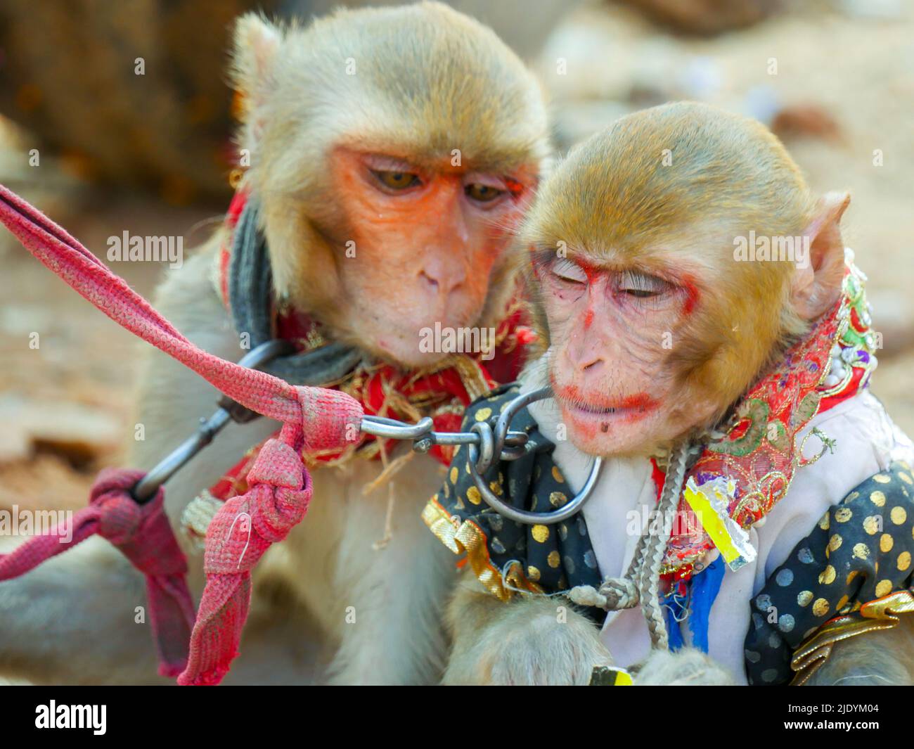 Dekorierter männlicher Affe und weiblicher Affe, Make-up auf ihrem Gesicht, für die Affentanzshow in indien. Stockfoto