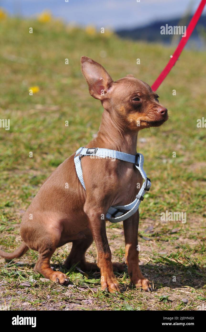 Russischer Spielzeug-Terrier in natürlicher Umgebung Stockfoto