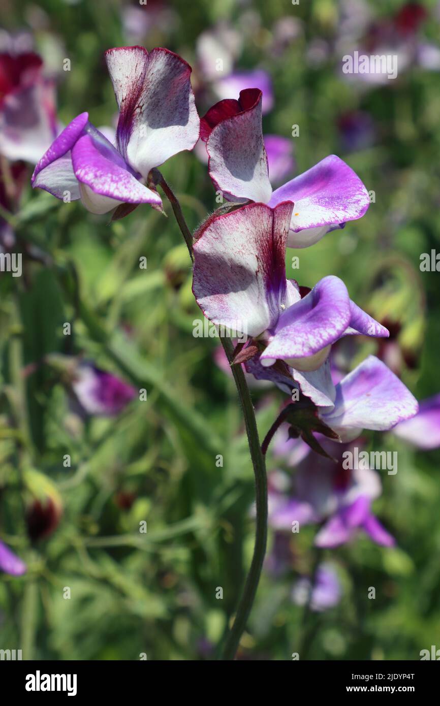 Violette und weiße Süßerbsen, Floral Fantasia, RHS Hyde Hall, Chelmsford, Essex, VEREINIGTES KÖNIGREICH Stockfoto